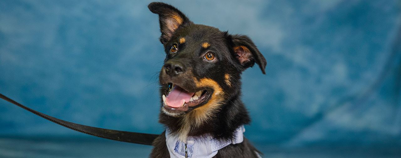 Photo of a happy, expectant dog